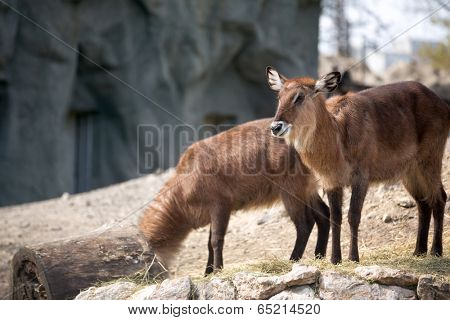 Pair of Waterbuck (Reduncinae)