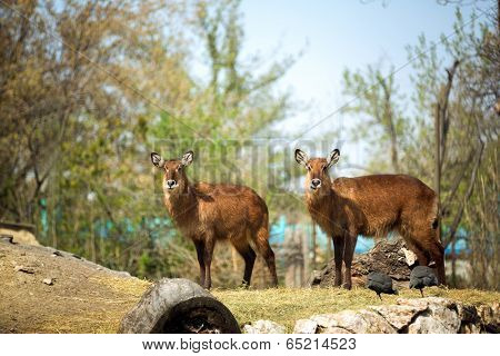 Two beautiful  Waterbuck (Reduncinae)