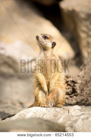 Young Meerkat sitting on rock and looking 