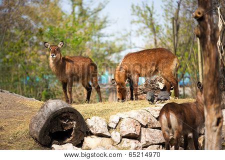 Waterbuck antelope together on sunny day 