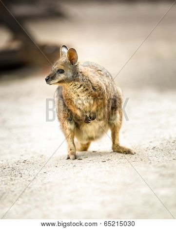 Beautiful Kangaroo,  tammar wallaby or Macropus eugenii