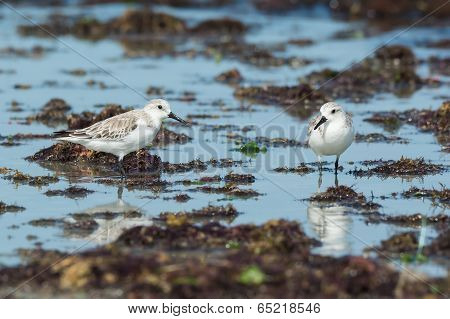 2 Sanderlings (caladris Alba) Standing On A Seaweed Strewn Beach