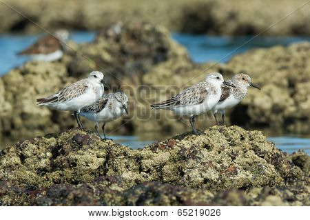 4 Sanderling (caladris Alba) Standing On Barnacle Covered Rocks At Low Tide