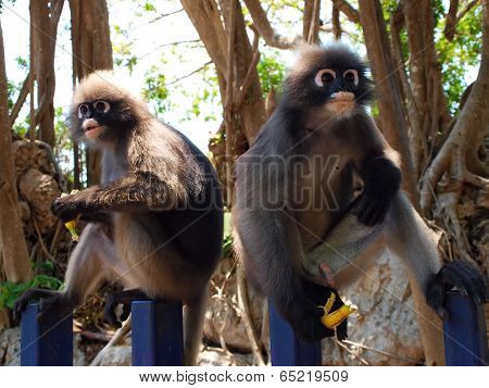 Spectacled Langurs (trachypithecus Obscurus) Eating Banana
