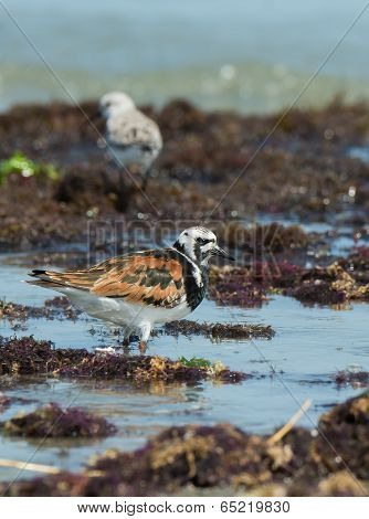 A Ruddy Turnstone (arenaria Interpres) Wading Amongst Seaweed