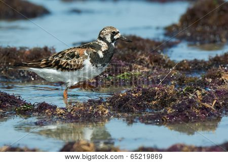 A Ruddy Turnstone (arenaria Interpres) Wading Amongst Seaweed