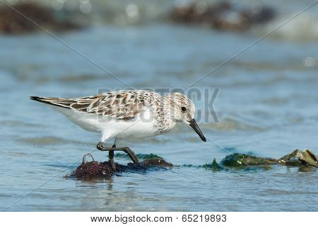 A Sanderling (caladris Alba) Searching For Food On The Shore