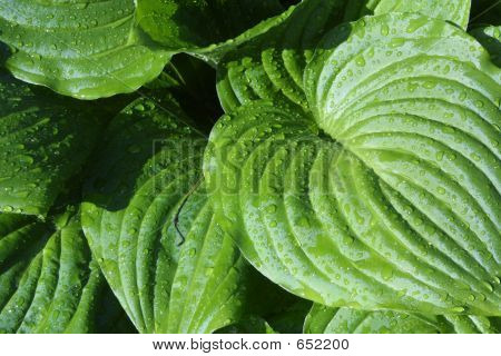 IMG_6930leaves
