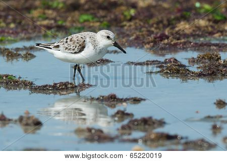 A Sanderling (caladris Alba) Wading On A Seaweed Strewn Beach