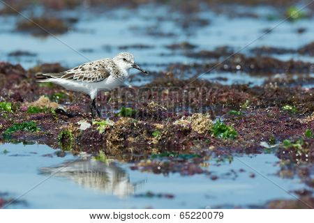 A Sanderling (caladris Alba) Wading On A Seaweed Strewn Beach