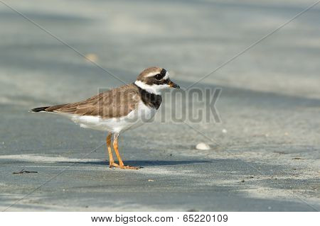 A Smart Looking Ringed Plover (charadrius Hiaticula) On The Beach