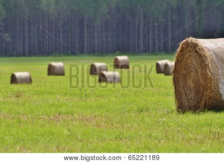 ROLLS OF HAY IN THE FIELD