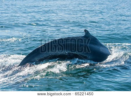 Mighty Humpback whale (Megaptera novaeangliae) seen from the boat near Husavik, Iceland
