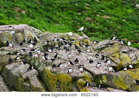 Puffins บนหินในเกาะนิวฟันด์แลนด์