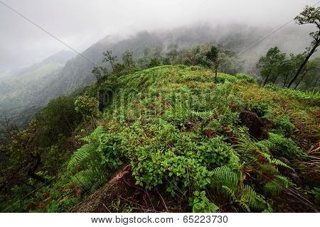 Rain Forest