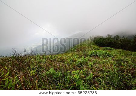 Tropical Rain Forest