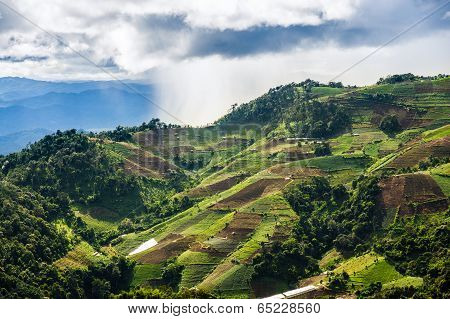 Rice Field On Mountain