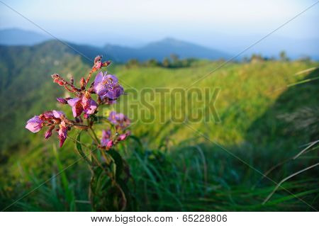 Pink Floral