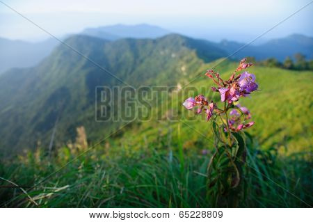 Pink Floral