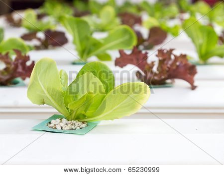 Organic Hydroponic Vegetable  In Greenhouse