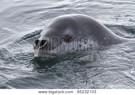Portrait Of Sea Leopard