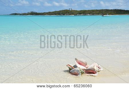 Conches on the beach. Exuma, Bahamas