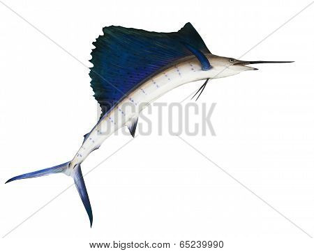 Sailfish  isolated white
