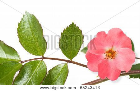 Dog Rose