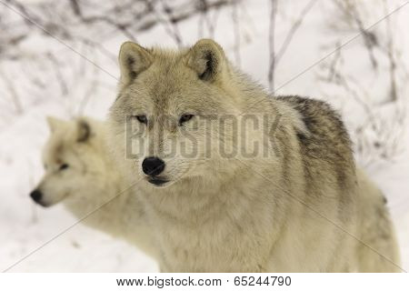 Arctic Wolves