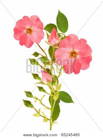 Dog Rose