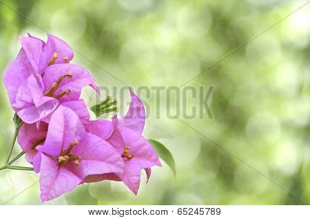 Many Pink flowers