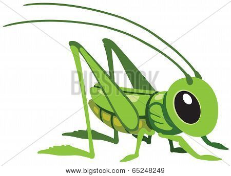 Grasshopper