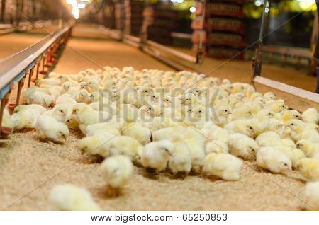 Large Group Of Newly Hatched Chicks On A Chicken Farm.