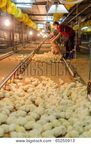Large Group Of Newly Hatched Chicks On A Chicken Farm.