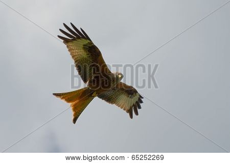 Red Kite