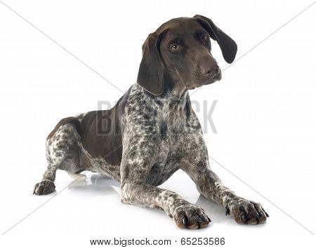 German Shorthaired Pointer