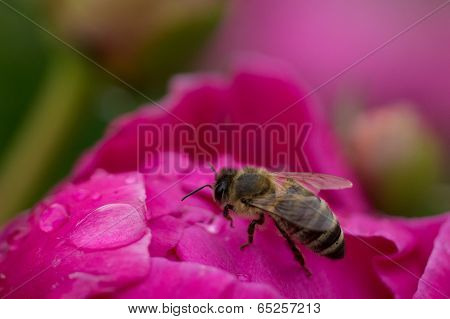 Bee drinking water