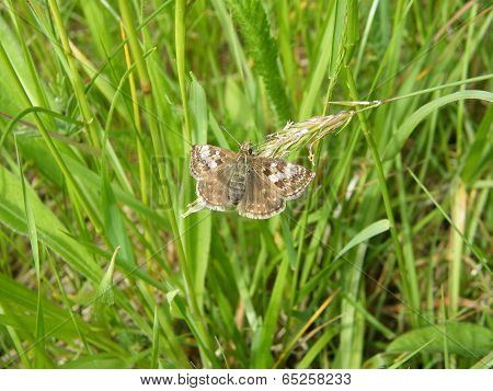 Dingy Skipper Butterfly