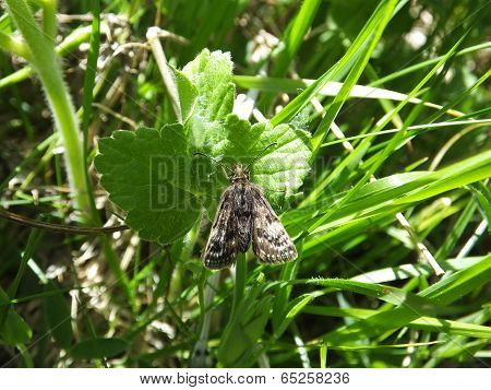 Dingy Skipper Butterfly