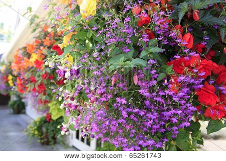 Blooming Flowers Decorate Esterior
