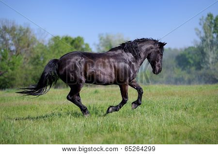 Beautiful black horse galloping across the field on forest background
