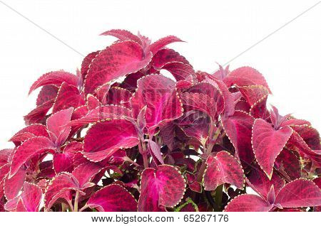 Colorful coleus leaves isolated on white background