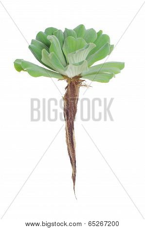 Water lettuce isolated on white background, Aquatic plant