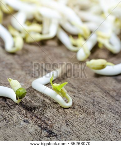 Bean Sprouts