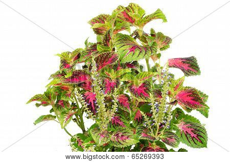Coleus leaves isolated on white background