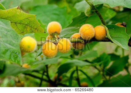 Solanum stramonifolium