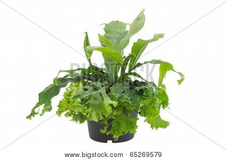 Asplenium nidus fern