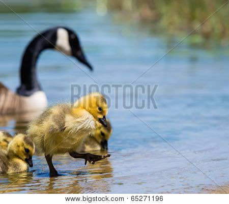 Canada Goose Gosling
