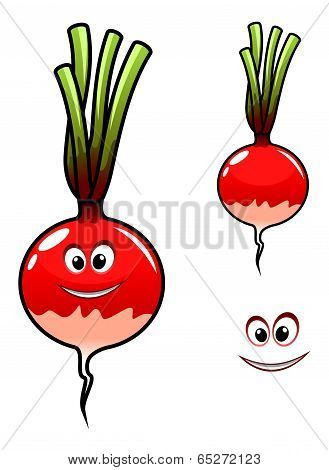 Fresh radish vegetable
