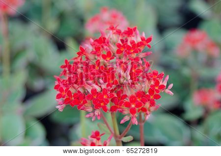 Flaming Katy flower in garden